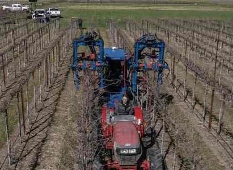 Machines can Help Wine Grape Industry Survive Labor Shortage